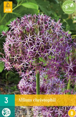 3 allium christophii