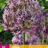 15 allium christophii