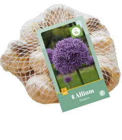 8 allium gladiator