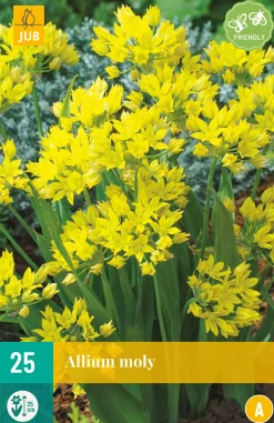 25 allium moly