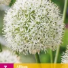 3 allium mount everest