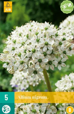 5 allium nigrum