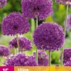 15 allium purple sensation