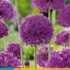 5 allium purple sensation