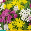 25 allium species mix