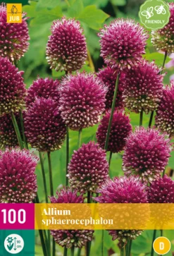 100 allium sphaerocephalon