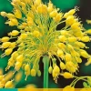 7 allium yellow fantasy