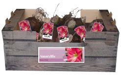 1 amaryllis roze