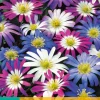 15 anemone blanda mix