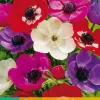 15 bloembollen anemone coronaria de caen mix