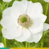 15 bloembollen anemone coronaria bride