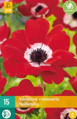 15 bloembollen anemone coronaria hollandia