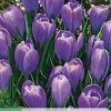 10 bloembollen crocus blue ocean
