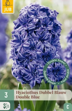 3 bloembollen hyacinthus dubbel blauw