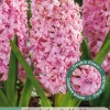 3 bloembollen hyacinthus dubbel roze