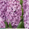 5 bloembollen hyacinthus purple voice
