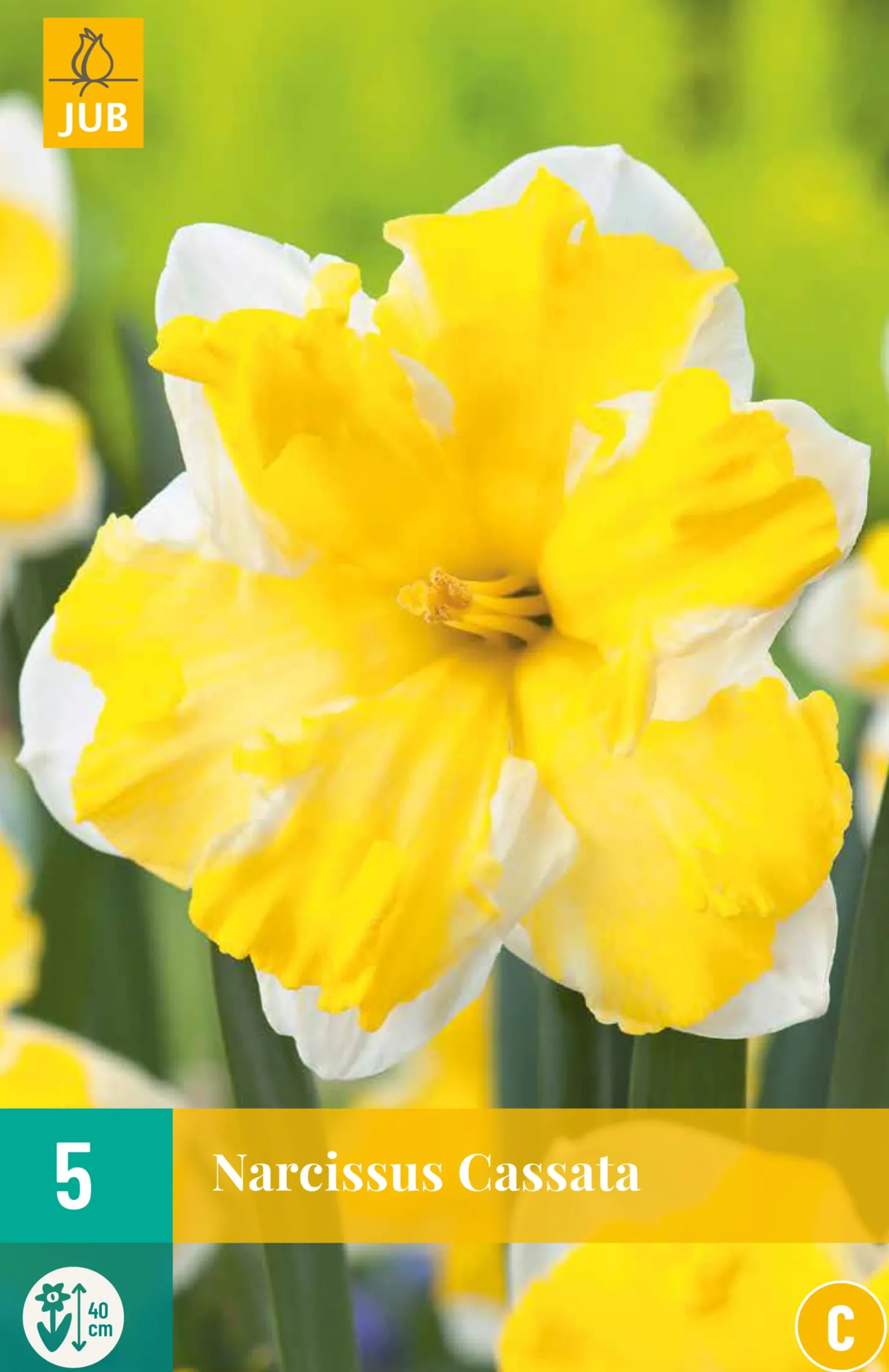 5 bloembollen narcissus cassata