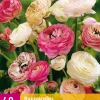 40 bloembollen ranunculus pastel mix