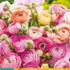 10 bloembollen ranunculus pastel mix