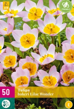 5 bloembollen0 tulipa bakeri lilac wonder