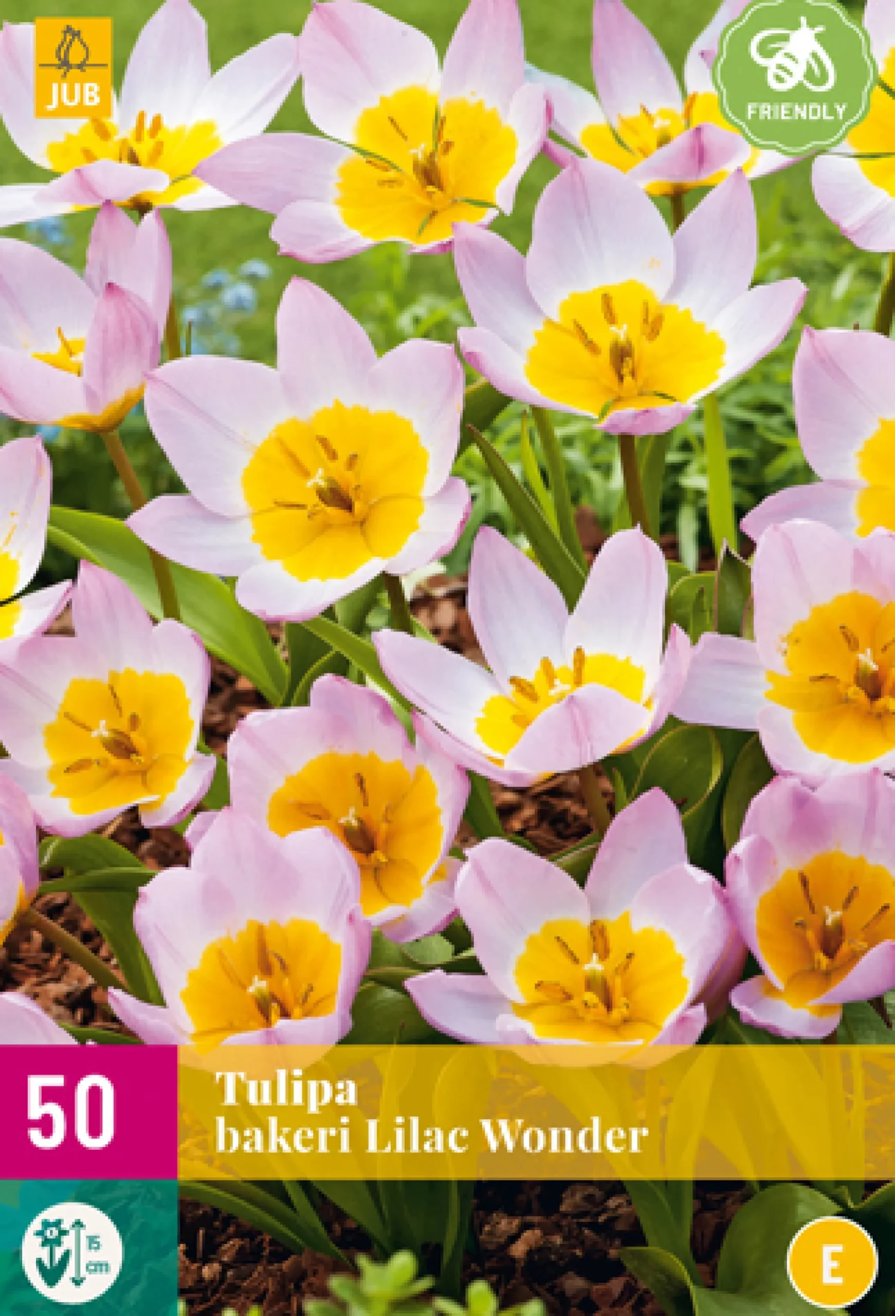 5 bloembollen0 tulipa bakeri lilac wonder