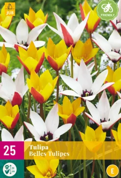25 bloembollen tulipa belles tulipes