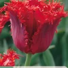 7 bloembollen tulipa calibra
