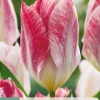 7 bloembollen tulipa flaming purissima