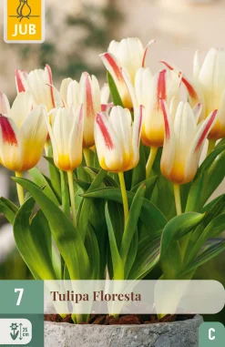 7 bloembollen tulipa floresta