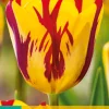 7 bloembollen tulipa helmar