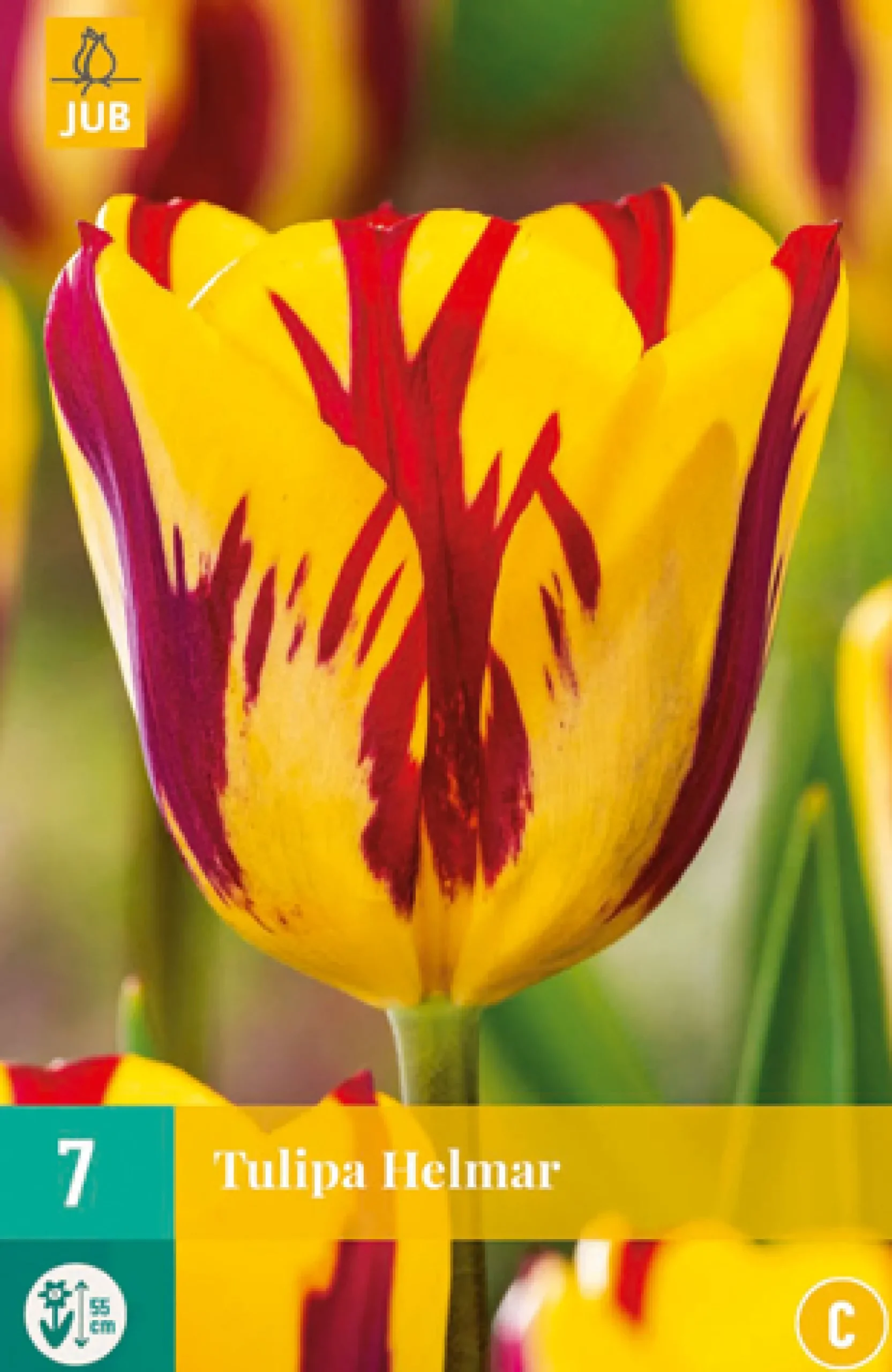 7 bloembollen tulipa helmar