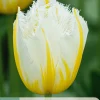 7 bloembollen tulipa lemon beauty