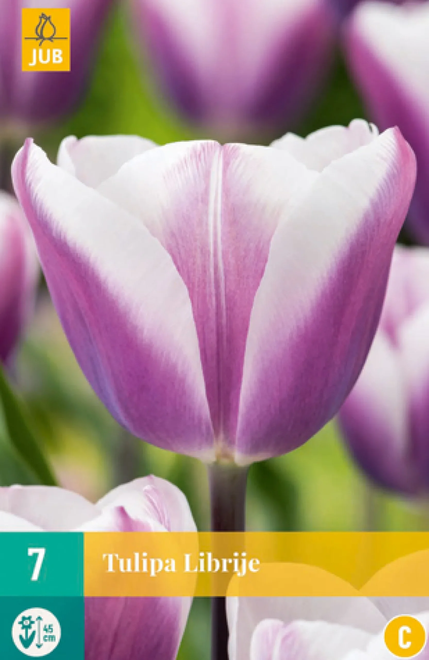 7 bloembollen tulipa librije