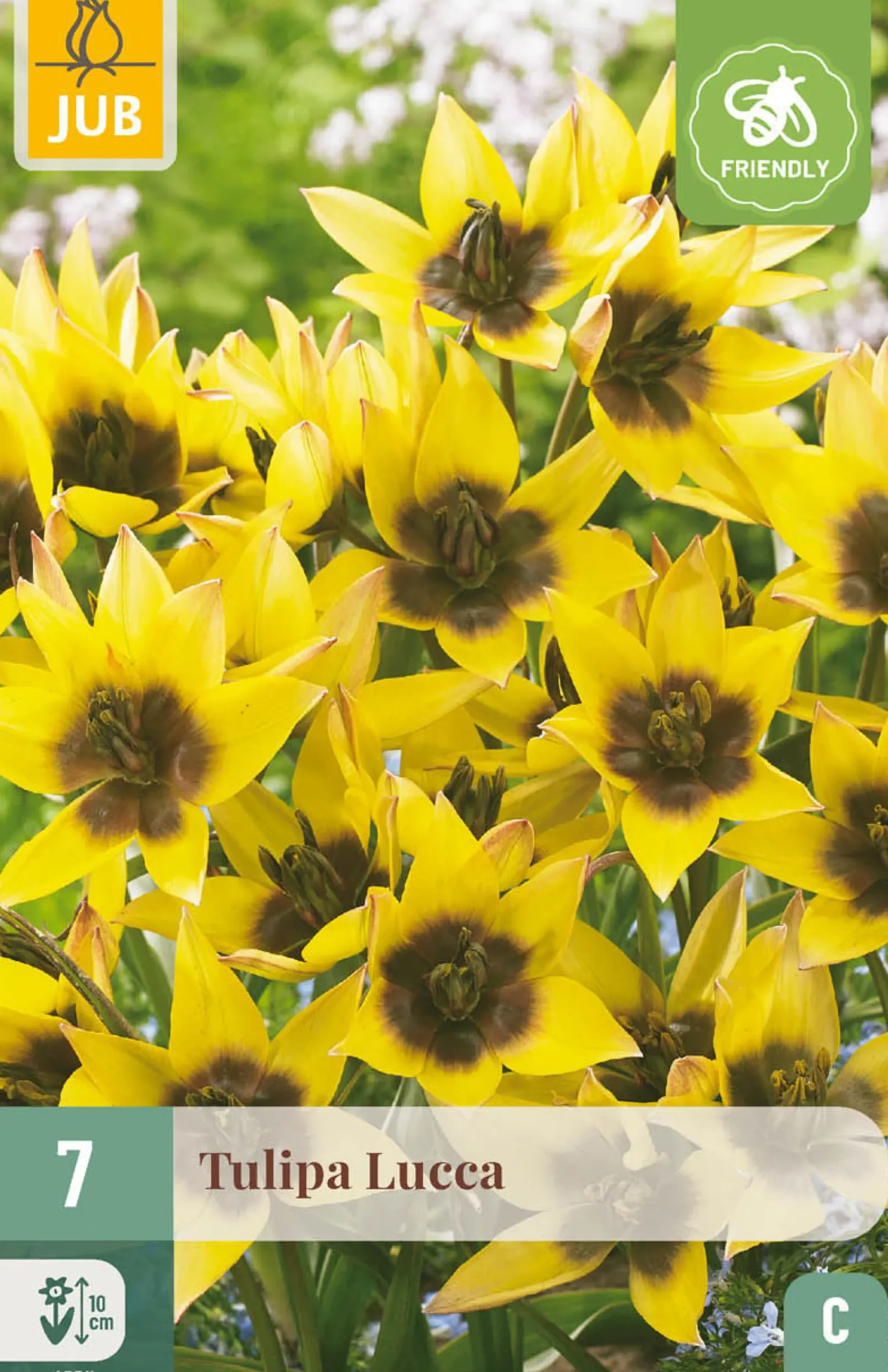 7 bloembollen tulipa lucca