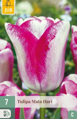 7 bloembollen tulipa mata hari