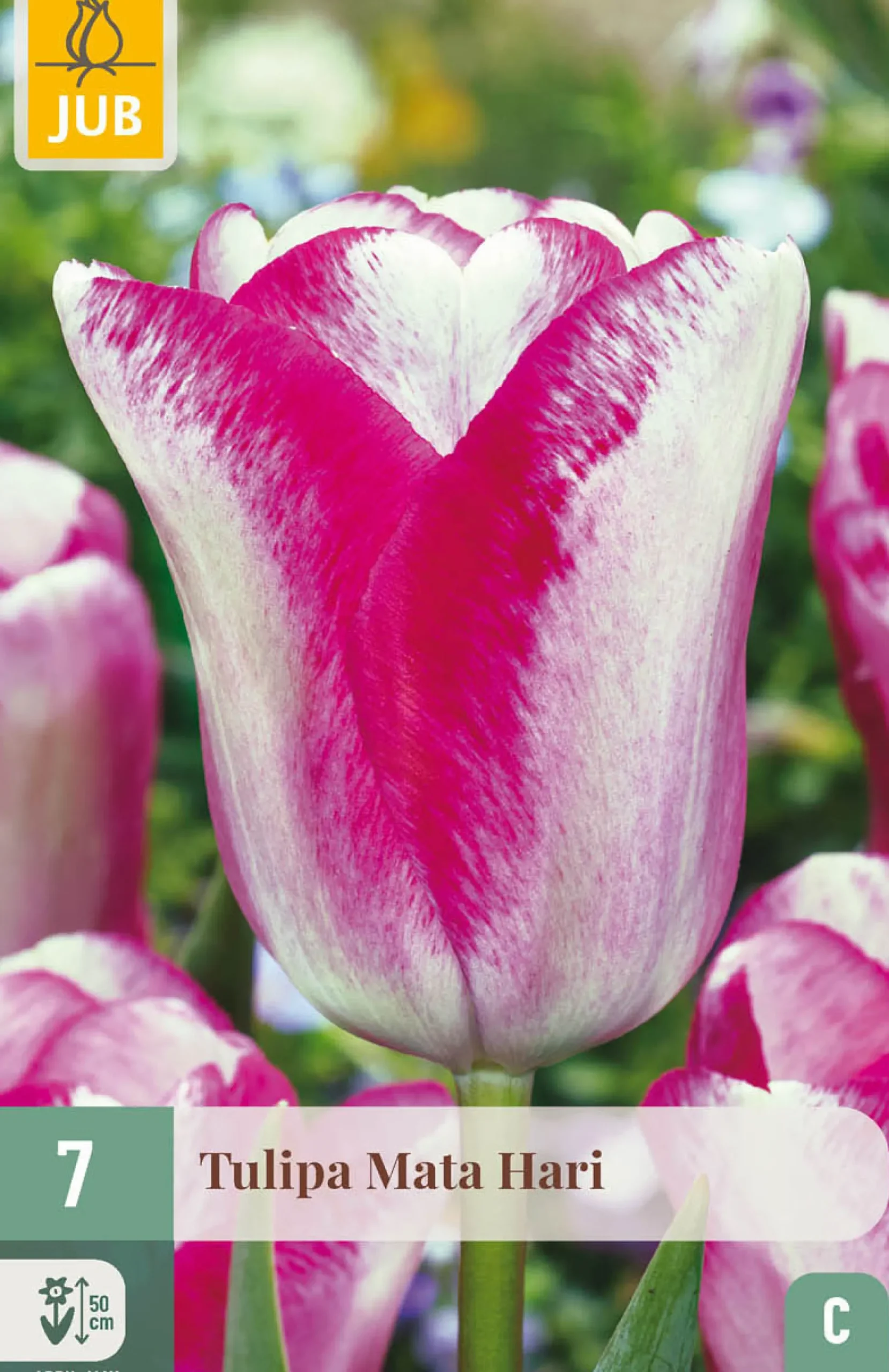 7 bloembollen tulipa mata hari