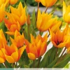 10 bloembollen tulipa praestans shogun