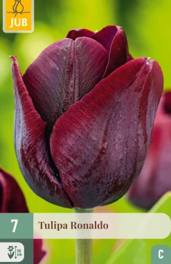 7 bloembollen tulipa ronaldo