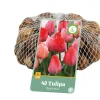 40 bloembollen tulipa roze/rood