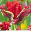 7 bloembollen tulipa seadov parrot