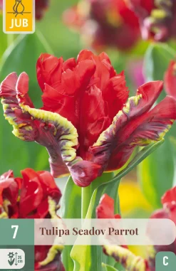 7 bloembollen tulipa seadov parrot
