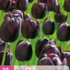 12 bloembollen tulipa triumph zwart