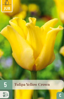 5 bloembollen tulipa yellow crown