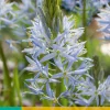 2 camassia cusickii