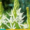 2 camassia leichtlinii alba