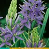 2 camassia leichtlinii caerulea