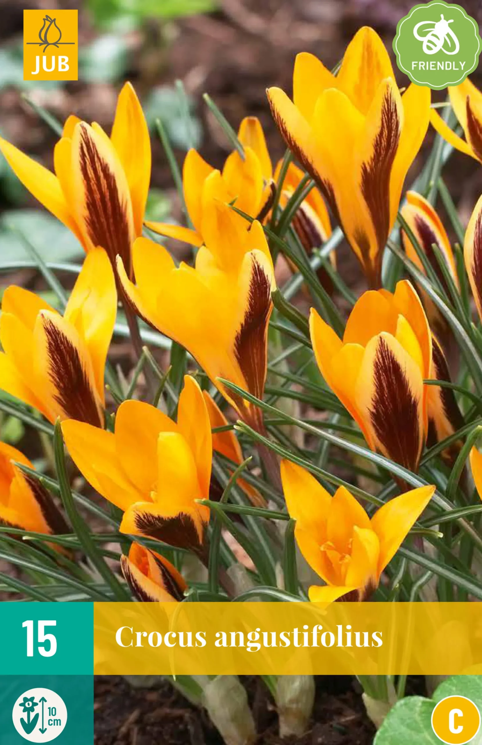 15 crocus angustifolius