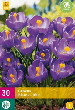 30 crocus blauw