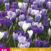 30 crocus blauw-wit