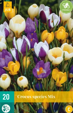 20 crocus species mix